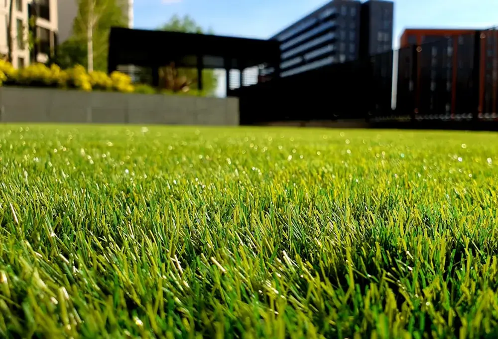 Pristine new lawn after transformation