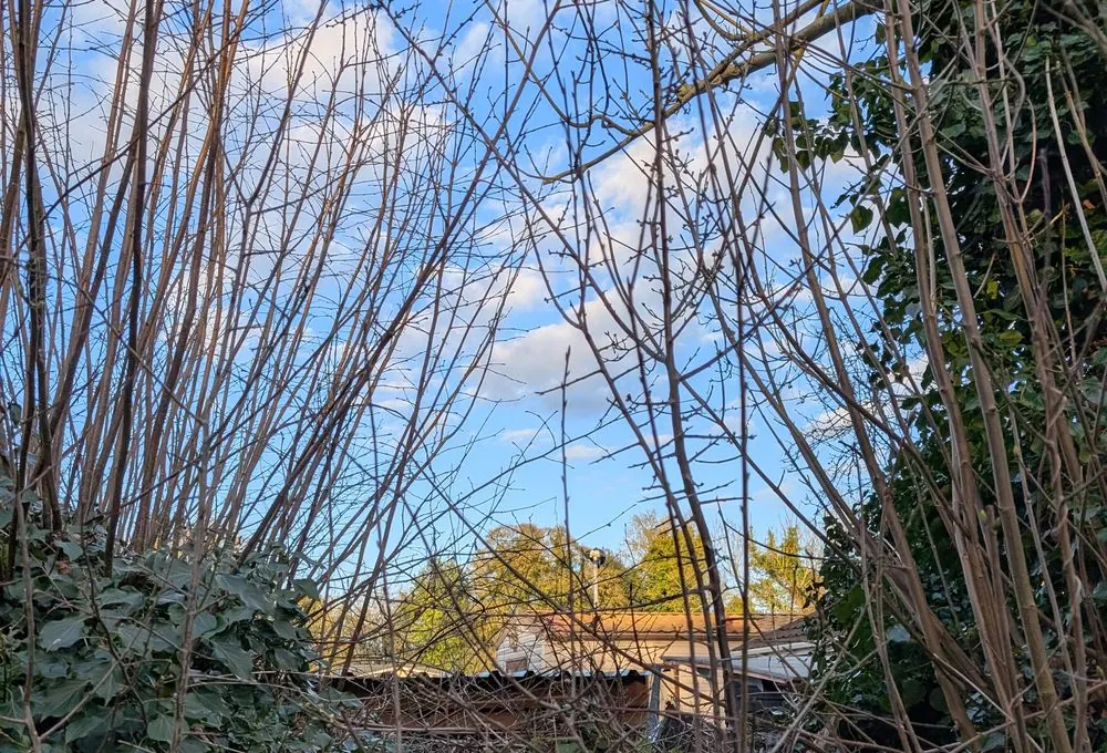 Overgrown, neglected garden before transformation