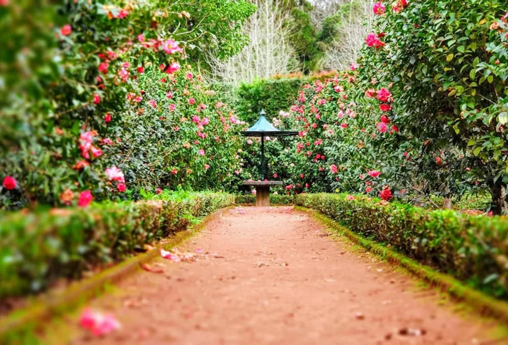 Designed garden path lined with colourful flowering borders